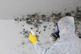 Environmental Consulting for Mold Prevention in Kendall West, FL